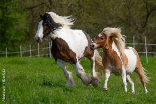 Two horses on the run. Rushing horses. photo