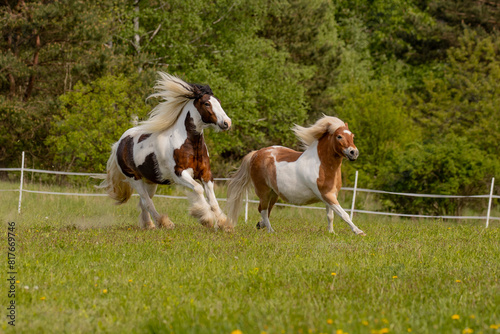 Two horses on the run. Rushing horses. © Robert
