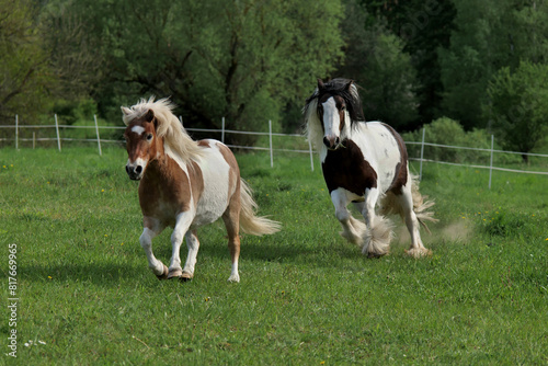 Two horses on the run. Rushing horses. © Robert