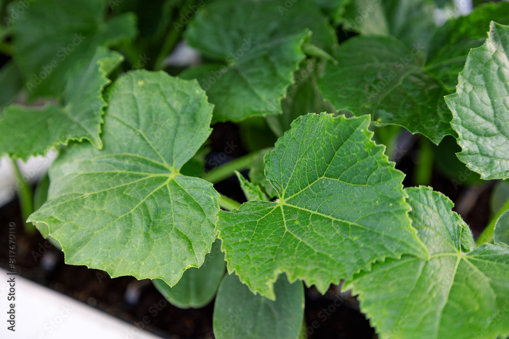 Selective focus and close-up of healthy seedlings cucumber plants with vibrant green leaves in garden planter for sale. Selective focus and close-up of healthy seedlings cucumber plants with vibrant green leaves in garden planter for sale.