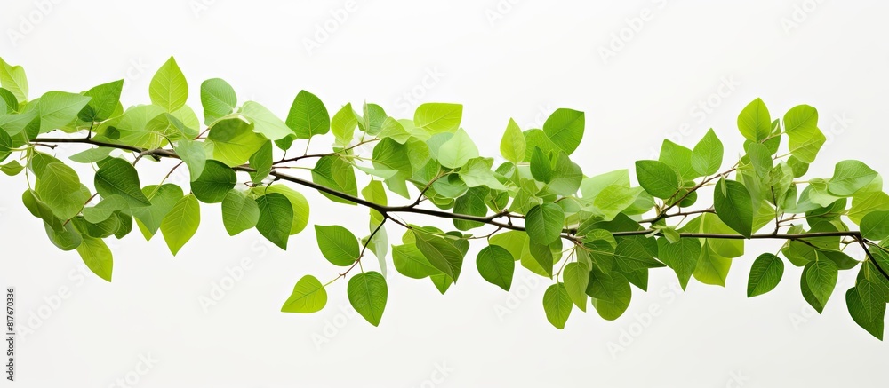 High quality close up photo of a tree branch covered in vibrant green leaves presented on a white background with copy space
