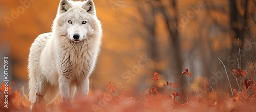 An Arctic Wolf standing solitary amid a picturesque autumn setting providing ample copy space for an image photo