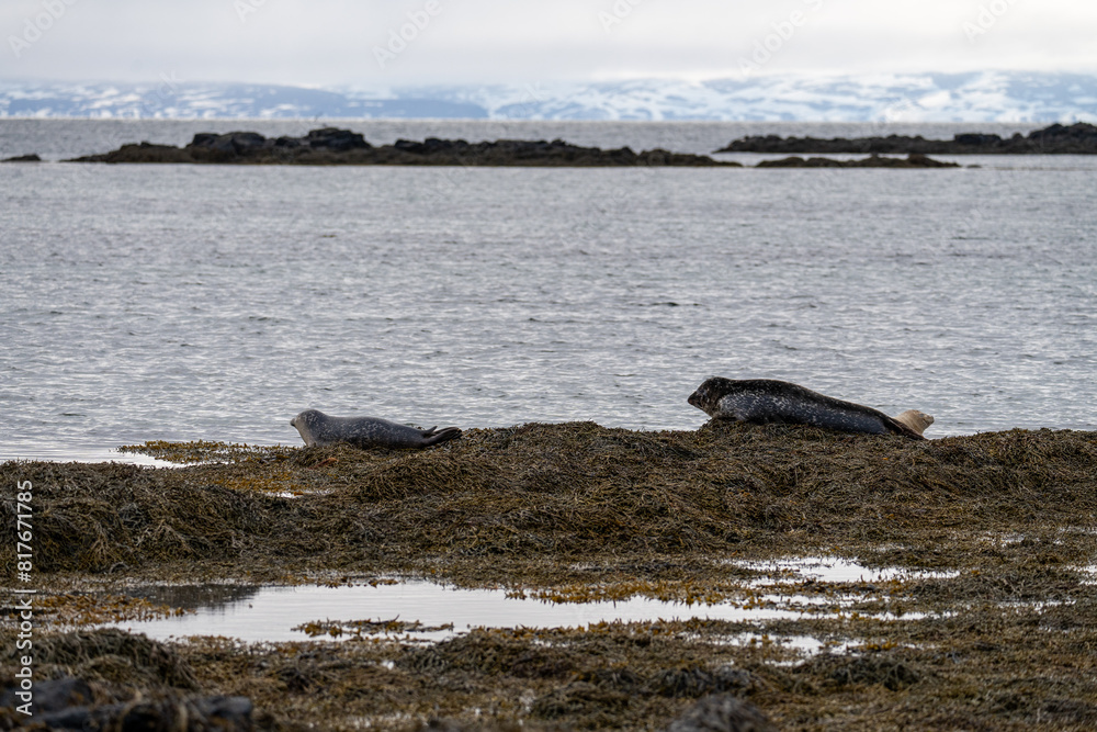 Obraz premium Iceland