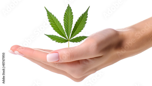 Hand holding cannabis leaf on white background. Cultivation of green marijuana.