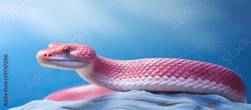 An albino corn snake slithers gracefully displaying its vibrant colors against the pristine background of a copy space image photo