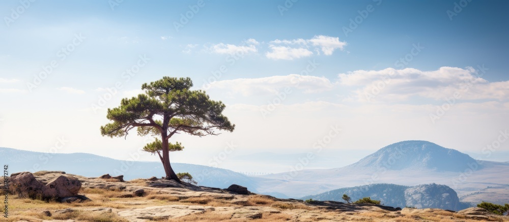 A solitary pine tree stands atop a towering rock surrounded by vast emptiness with ample copy space image