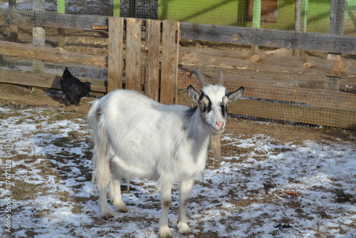 goat on a country farm