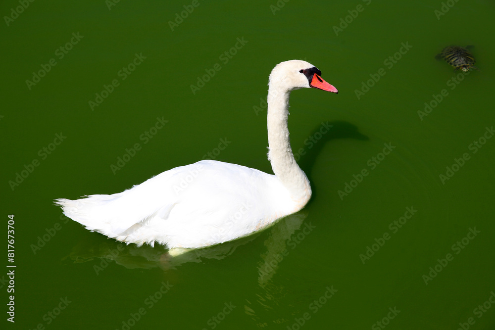 Fototapeta premium snow-white swan in a pond with green water