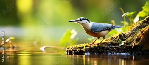 Chestnut bellied nuthatch Sitta cinnamoventris carrying food near a water body in the forest with a copy space image photo