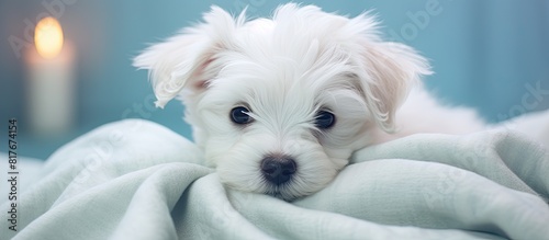 A cute white puppy peacefully rests on the soft bedspread creating a perfect spot for placing text or captions. Creative banner. Copyspace image