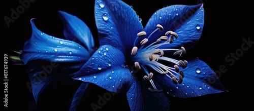 A close up image of the vibrant blue borage flower. Creative banner. Copyspace image photo