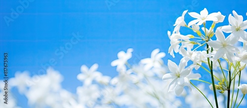 A copy space image of Summer Snowflake flowers against a vivid blue sky photo