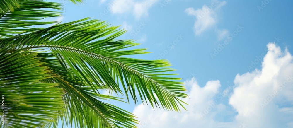 A healthy young palm tree s bright green fronds set against the cloudy summer sky in a scenic view copy space image A healthy young palm tree s bright green fronds set against the cloudy summer sky in a scenic view copy space image