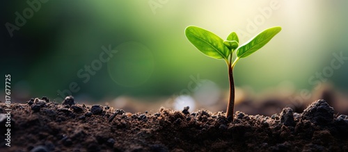 A green sprout ready to be planted in a garden with copy space image