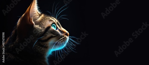 A cat is depicted in the copy space image photo