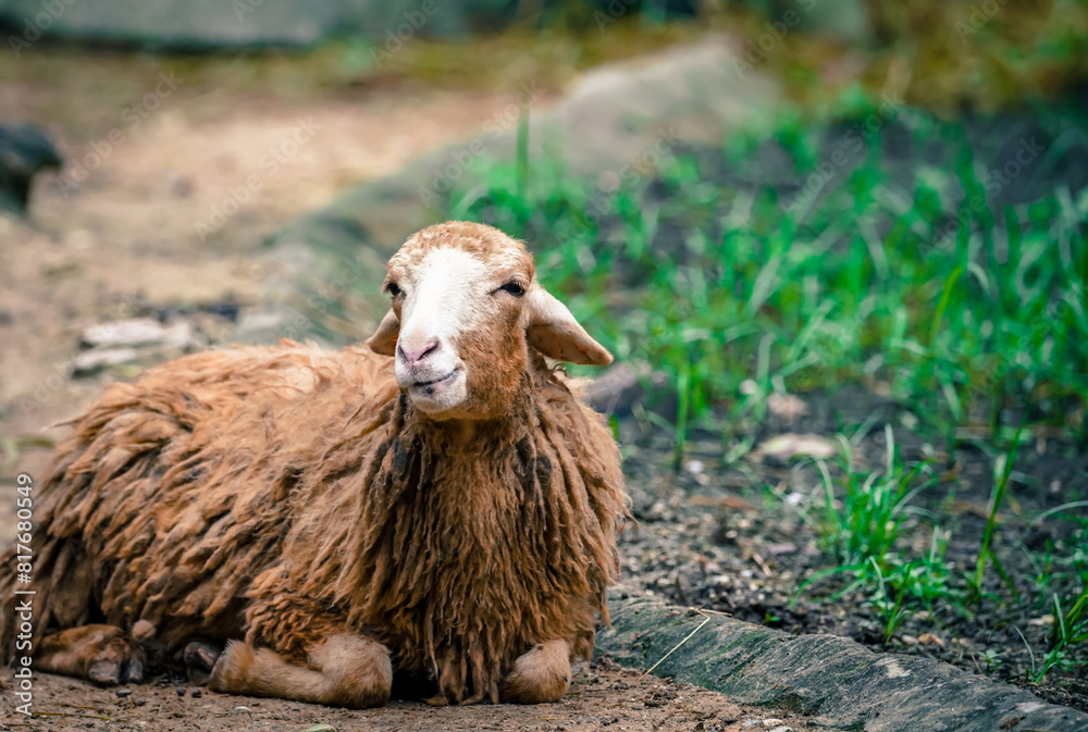 the sheep in the nature with dramatic tone the sheep in the nature with dramatic tone