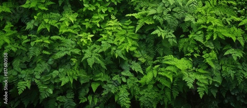 Lush growth in the verdant time of year. Creative banner. Copyspace image