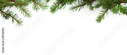 Copy space image of an isolated evergreen tree branch frame against a white background