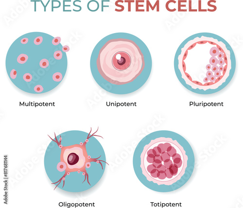 types of stem cells illustration