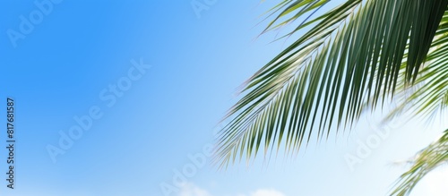 A palm branch and a white blank create a summer holiday copy space image