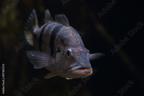 Closeup of Cichla temensis underwater. photo