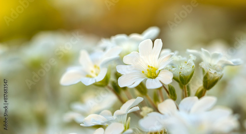beautiful white flower on a sunny background, delicate colors at sunset, background, place for an inscription