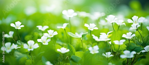 A blurred background of leaves serves as the backdrop for a close up macro image of the blossoms of Common Chickweed Stellaria media. Creative banner. Copyspace image