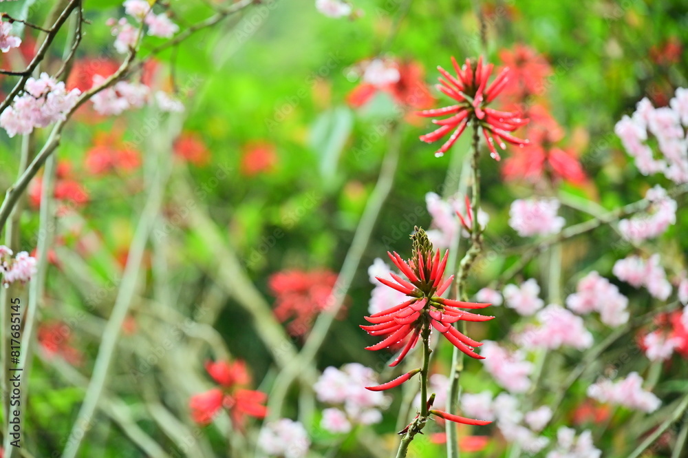 In spring, after a daytime rain, vibrant Kaffir Coral Tree blossoms glisten with raindrops amidst blooming cherry blossoms, showcasing nature's vivid beauty. In spring, after a daytime rain, vibrant Kaffir Coral Tree blossoms glisten with raindrops amidst blooming cherry blossoms, showcasing nature's vivid beauty.