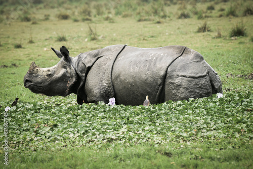 Rhino in the water to resist the heat of summer. The Pobitora wild life sanctuary is a beautiful sanctuary. people can witness a lots of animal there photo