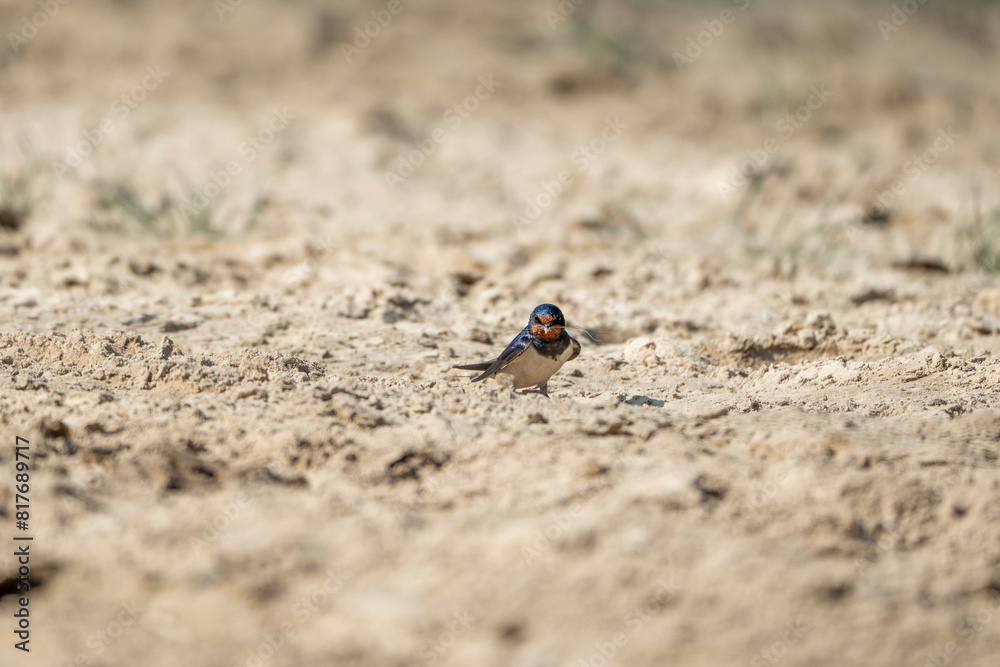 barn swallow bird foraging for their nest barn swallow bird foraging for their nest