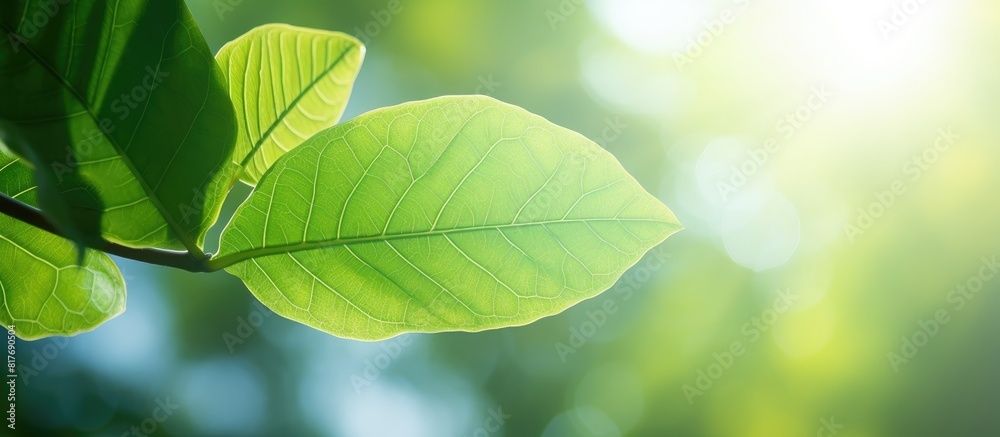 Morning light shines through a verdant tree leaf creating a fresh and natural background with copy space for an image Morning light shines through a verdant tree leaf creating a fresh and natural background with copy space for an image