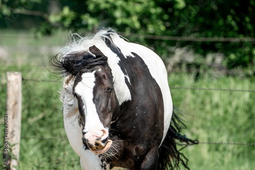 Fotografie gypsy vänner irish cob horse shaking her head against the flies pony spotted
