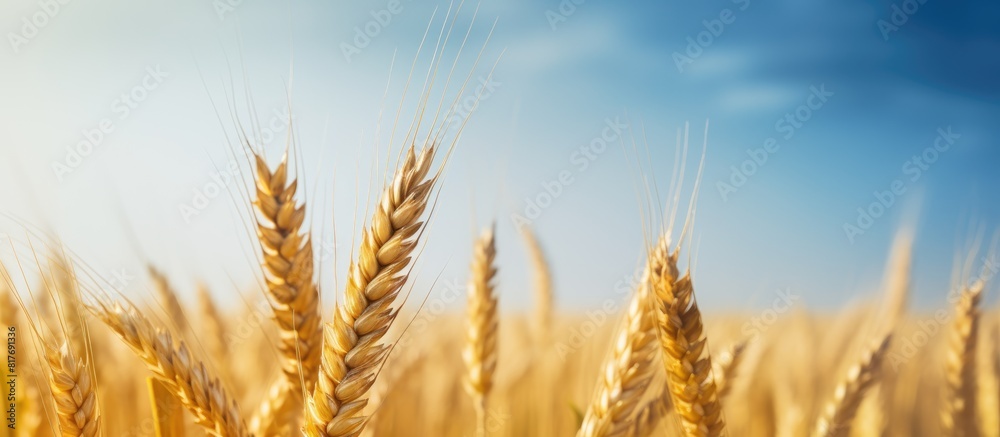 A single golden wheat ear stands alone after the harvest with no other elements in the photo except for the copy space image A single golden wheat ear stands alone after the harvest with no other elements in the photo except for the copy space image