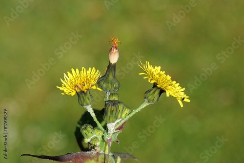 Close up yellow flowers of common sowthistle, milky tassel (Sonchus oleraceus). Family Asteraceae or Compositae. Aphid. Dutch garden, Spring, May photo