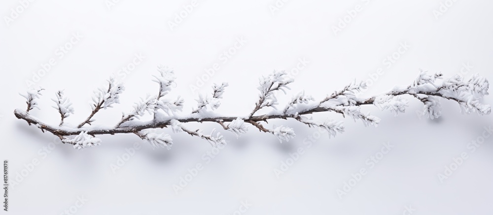 A branch from a Christmas tree with a white background providing ample space for adding images or text A branch from a Christmas tree with a white background providing ample space for adding images or text