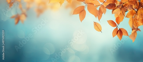 Autumn leaves create a beautiful background with plenty of copy space for images