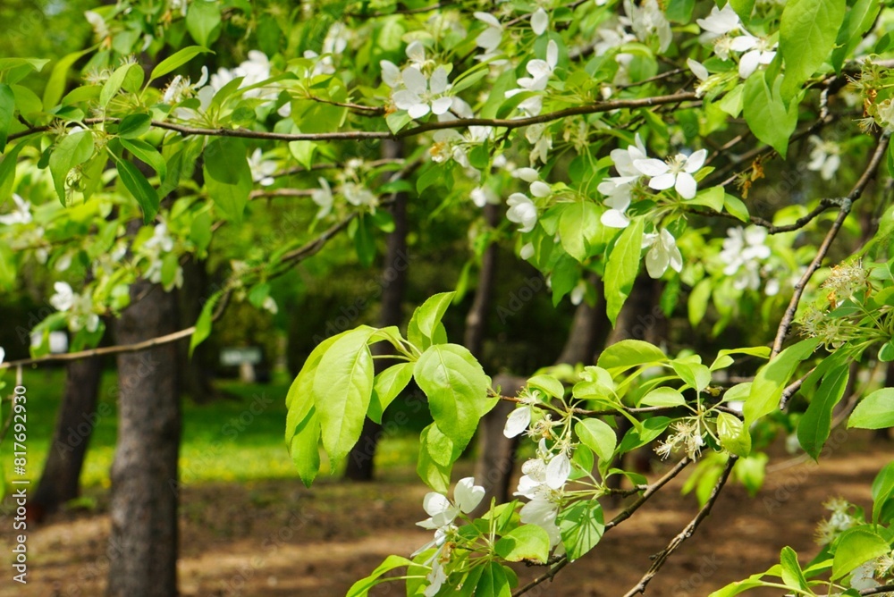 Blossoms on the trees in spring Blossoms on the trees in spring