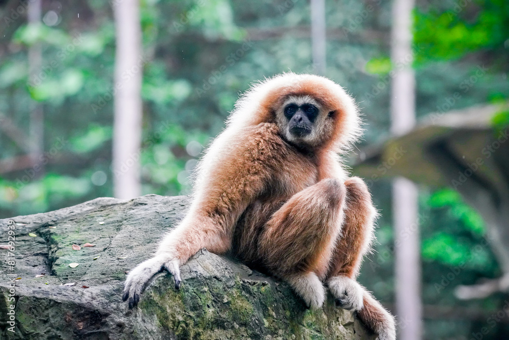 Obraz premium monkey in the nature with dramatic tone