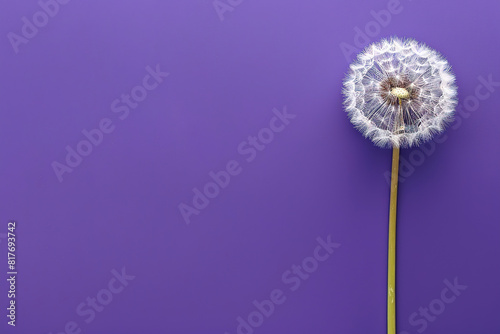 dandelion on purple empty background  with empty copy space
