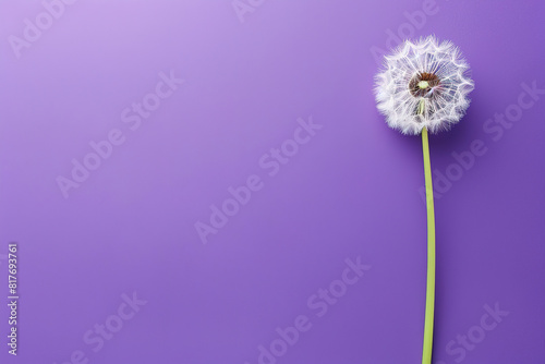 dandelion on purple empty background  with empty copy space