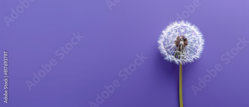 dandelion on purple empty background  with empty copy space