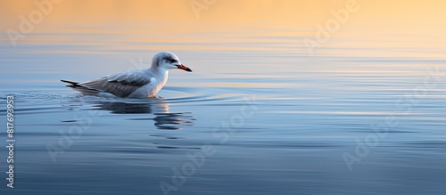 A juvenile seagull glides gracefully through the calm waters of the lake illuminated by the soft diffused light on its side. Creative banner. Copyspace image photo