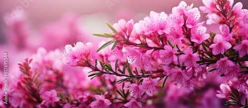 A close up view of pink springtime flowers specifically blossoming erica erigenea in a copy space image photo