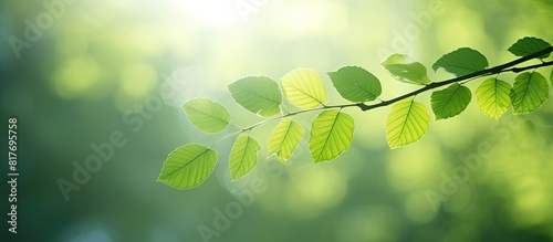 Morning light shines through a verdant tree leaf creating a fresh and natural background with copy space for an image