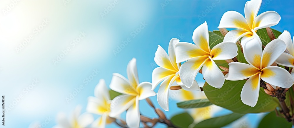 Copy space image of a frangipani plant s background Copy space image of a frangipani plant s background