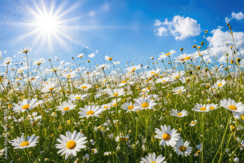 A beautiful  sun-drenched spring summer meadow. Natural colorful panoramic landscape with many wild flowers of daisies against blue sky. A frame with soft selective focus.