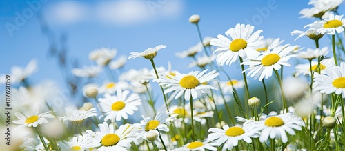 A copy space image of chamomile flowers against a backdrop of blue sky © HN Works