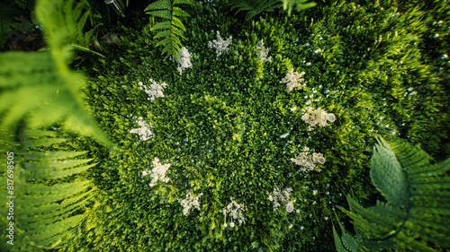 Symbolic EU flag represented by white mushrooms amidst lush green moss, highlighting the EU's focus on sustainability and nature conservation. 3d rendering.