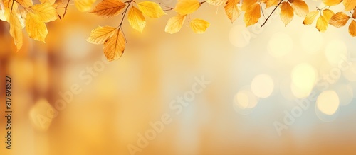 Autumn atmosphere with yellow leaves in the background Copy space image