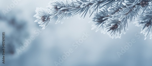 Snow covered pine branch with copy space image